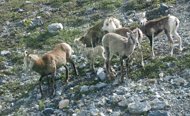 Stone sheep near the highway