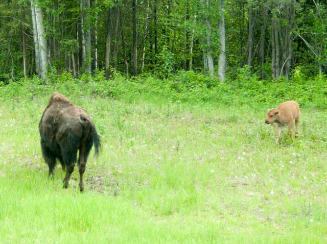 Bison mom and calf grazing on the highway right-of-way