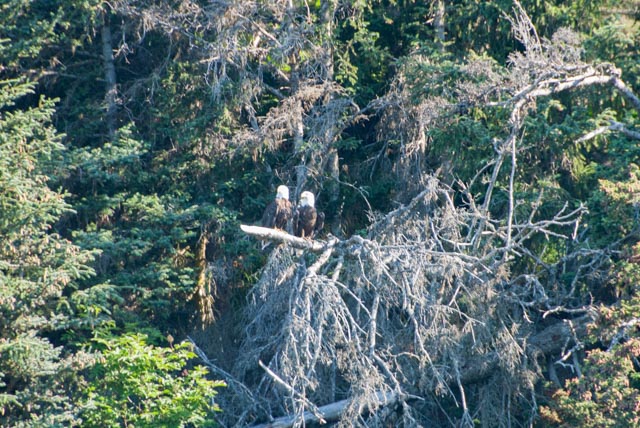 We spotted this pair of bald eagles from afar while cruising one of the coves.
