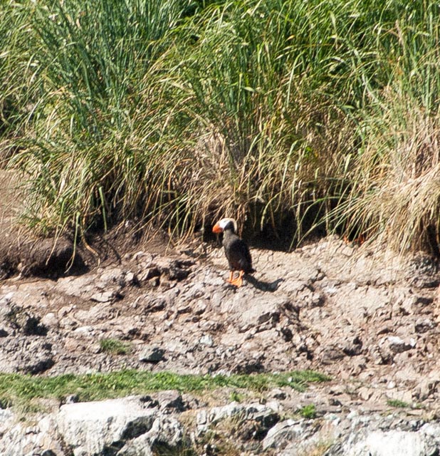 Puffins are one of several species of bird that inhabit Gull Island. The puffins make their nests in underground burrows.