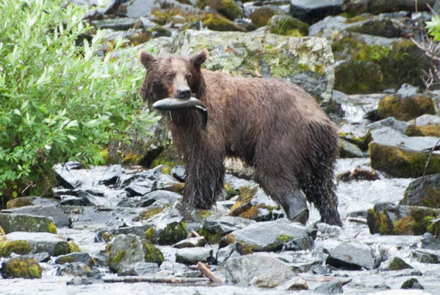 Mama bear quickly caught a salmon as it was beginning its hazardous climb up Wolverine Creek.