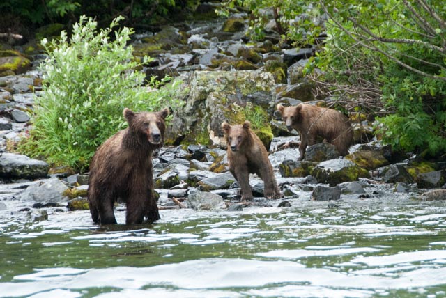 Mom and cubs survey the edge of the lake searching for a meal. Many fisherman in boats nearby were catching salmon before they could make their way upstream.