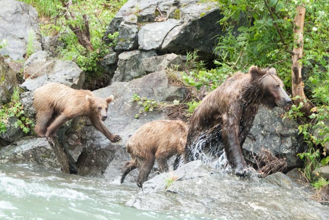 Mom, wet from her lunges into the water, moves along the shore looking for salmon.