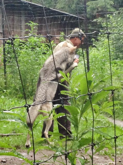Isis, the wolf, is curious about what Steve Kroschel holds in his hand.