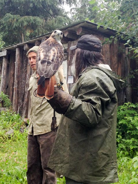 The red tail hawk is found throughout North America, but seldom on someone's hand.
