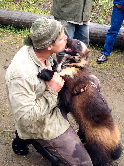 Don't try this at home! Banff, the wolverine, and Steve are great friends.