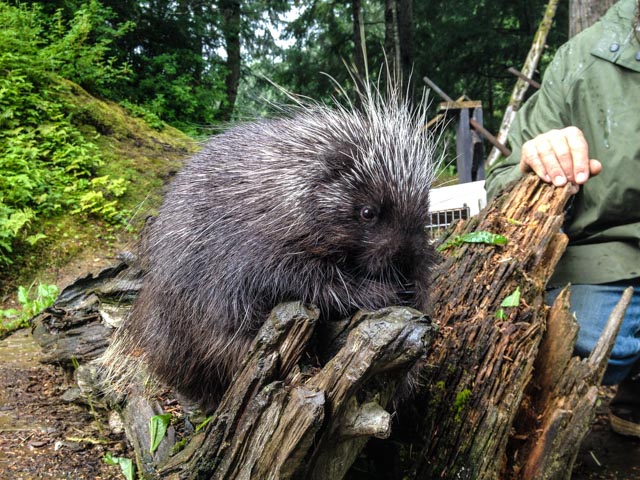 Aquila, the porcupine, is a docile critter. However, do NOT rub him the wrong way!