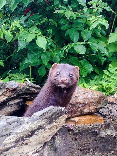 So, what did you expect to find in a hollow log?!