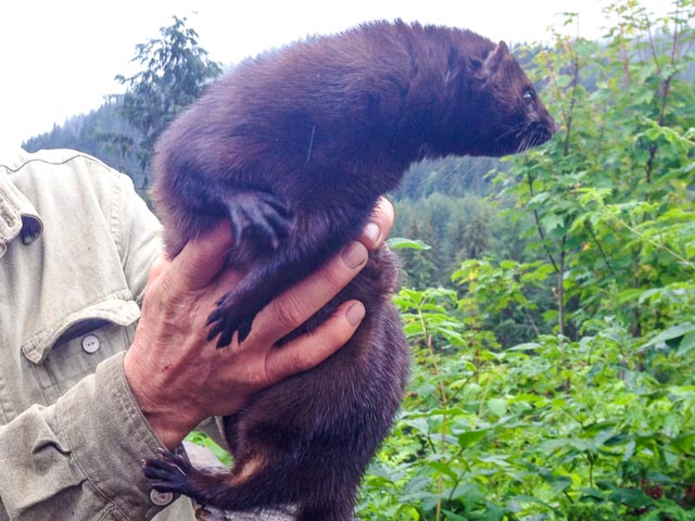 The mink is another of the weasels prized for its coat.