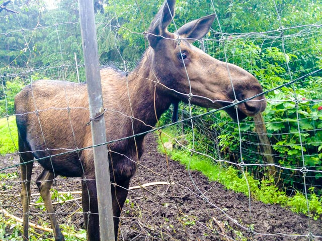 Karen, the orphaned moose, generally roams freely on the grounds. She comes to her pen when company shows up.
