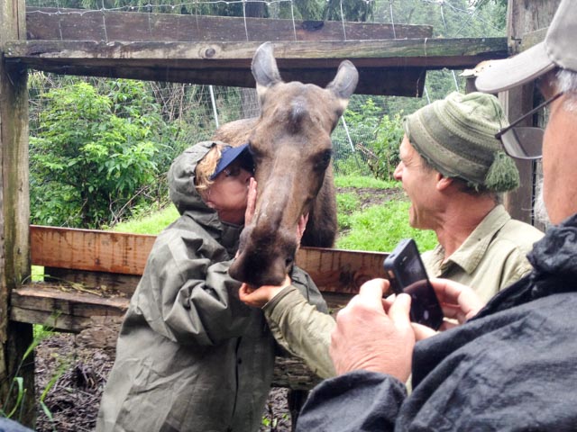 Some of our group couldn't pass up the opportunity to kiss a moose.