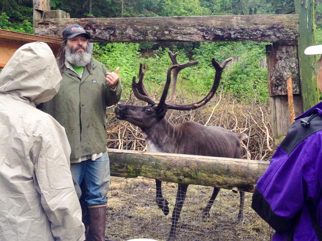 The reindeer, a.k.a. caribou, have been helpers of man for millennia.