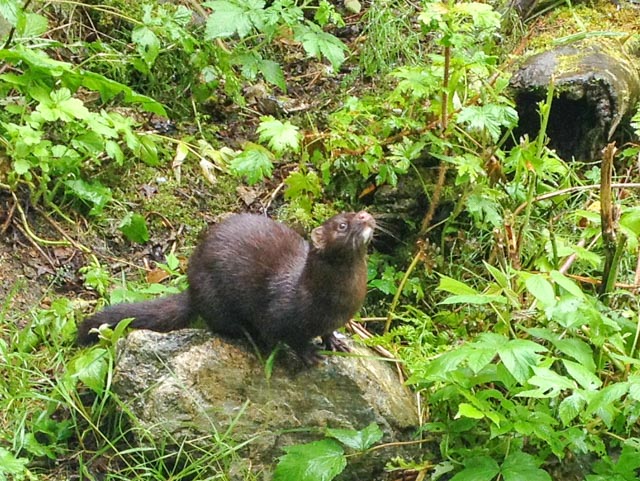 The various members of the weasel family are agile, ferocious, and smart.