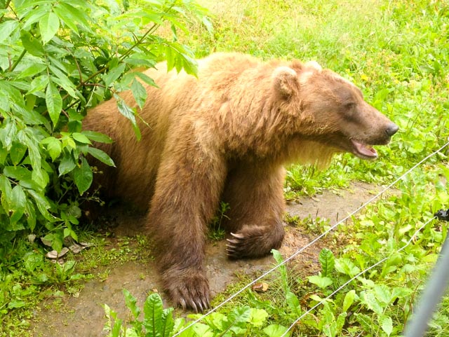 Kitty, the grizzly, bear was orphaned and raised by people. At 700 pounds, she is an impressive beauty. No one tried to kiss the bear.